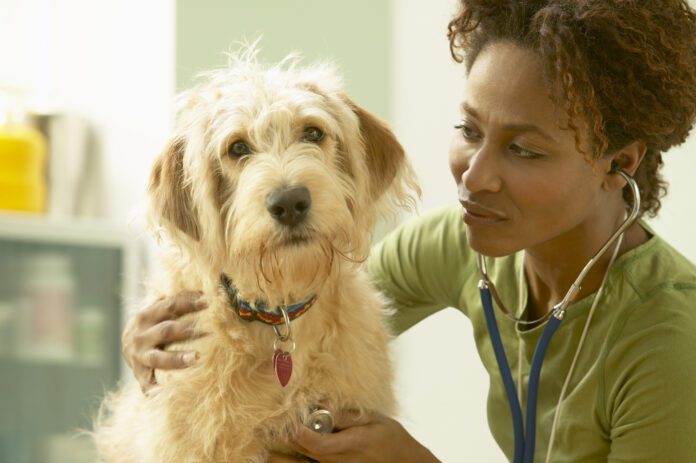 How often should you take your dog to the vet? Once or twice a year for routine checkups is the minimum for a healthy dog.