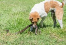 Is That a Snake Bite on My Dog? A snake bite of a dog can indicate the need for immediate medical attention.