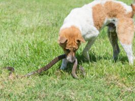 A snake bite of a dog can indicate the need for immediate medical attention.