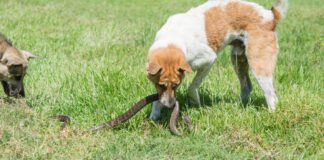A snake bite of a dog can indicate the need for immediate medical attention.