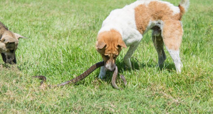dog fighting with snakes A snake bite of a dog can indicate the need for immediate medical attention.