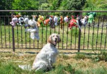 How to Wash Dog Toys Gross slobbery dog toys can be washed and dried with care meaning your dog can spend more time with an old favorite.