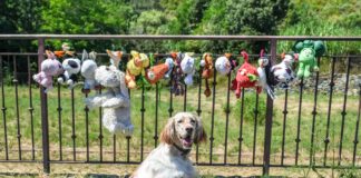 Gross slobbery dog toys can be washed and dried with care meaning your dog can spend more time with an old favorite.