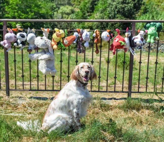 How to Wash Dog Toys Gross slobbery dog toys can be washed and dried with care meaning your dog can spend more time with an old favorite.