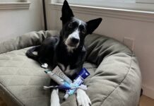 Best Toothpastes for Dogs Dog toothpaste should be formulated with the right ingredients, and flavors dogs enjoy.