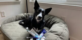 Dog toothpaste should be formulated with the right ingredients, and flavors dogs enjoy.