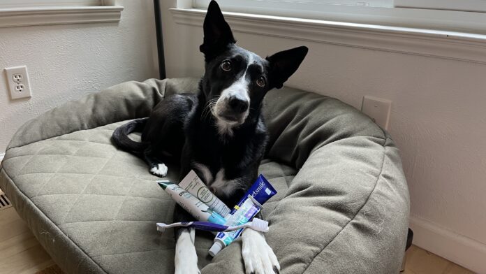 IMG_2830 Dog toothpaste should be formulated with the right ingredients, and flavors dogs enjoy.