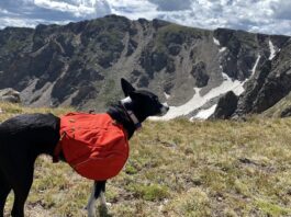 Dog backpacks offer options for carrying dog treats, water, and conditioning.