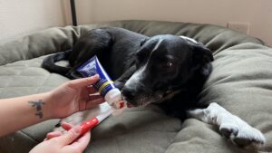 Our overall pick for the best dog toothpaste is the only one approved by the veterinary oral health council.