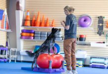 A dog exercise routine provides your dog with mental stimulation as well as physical health.
