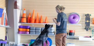 A dog exercise routine provides your dog with mental stimulation as well as physical health.