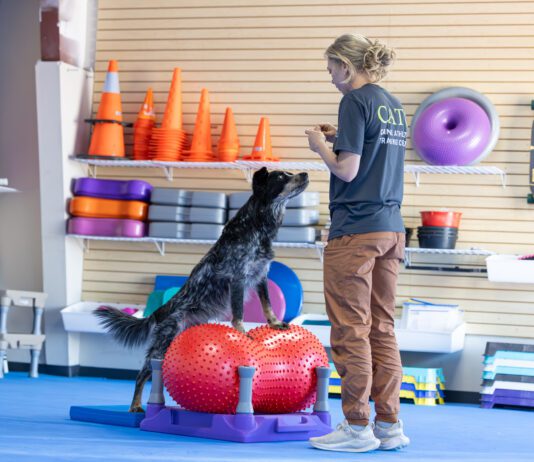 Developing a Dog Exercise Routine A dog exercise routine provides your dog with mental stimulation as well as physical health.