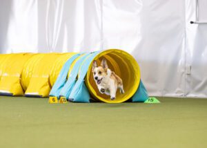 Dog exercise can take many forms from agility to diving to strength and balance.
