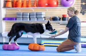 Learning to stand on unstable surfaces is a form of low-impact dog exercise that improves a dogs condition.