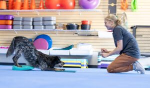 Stretching like a down dog, is a low impact dog exercise.