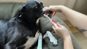 Made with genuine meat flavors Vetoquinol Enzadent is one of the best dog toothpastes reviewed.