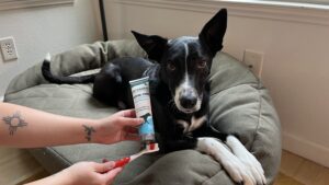 Made with natural ingredients vet's best is a good choice for dog toothpaste.