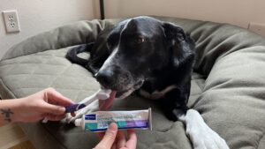 Enzymatic toothpaste may more effectively fight tartar and odor than competing dog toothpaste.
