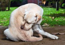 A dog allergy shot using one or two common medications can offer long term itch relief.