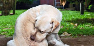 A dog allergy shot using one or two common medications can offer long term itch relief.