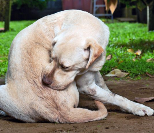 A dog allergy shot using one or two common medications can offer long term itch relief.