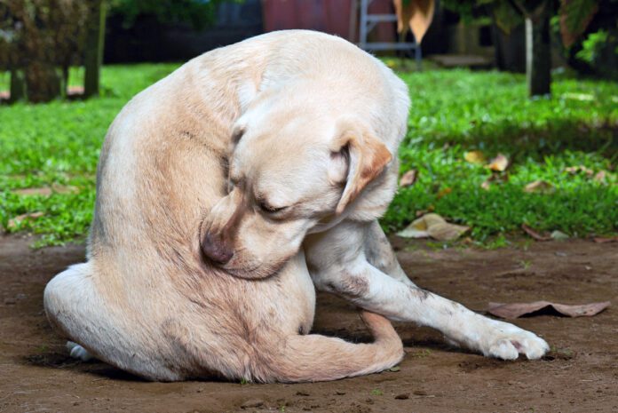 scratching himself dog A dog allergy shot using one or two common medications can offer long term itch relief.