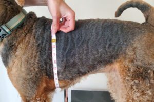 Girth is the single most important measurement when shopping for dog clothes.