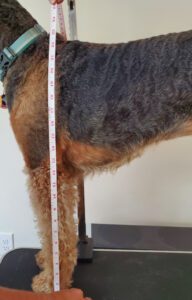 Height, girth, and length are all important dimensions to fit dog clothes.