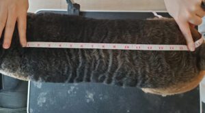Length is another critical dimension to measure when fitting dog clothes.