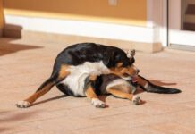 Soothing a dog's irritated anus can be done by first diagnosing the condition.