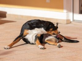 Soothing a dog's irritated anus can be done by first diagnosing the condition.