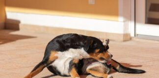 Soothing a dog's irritated anus can be done by first diagnosing the condition.