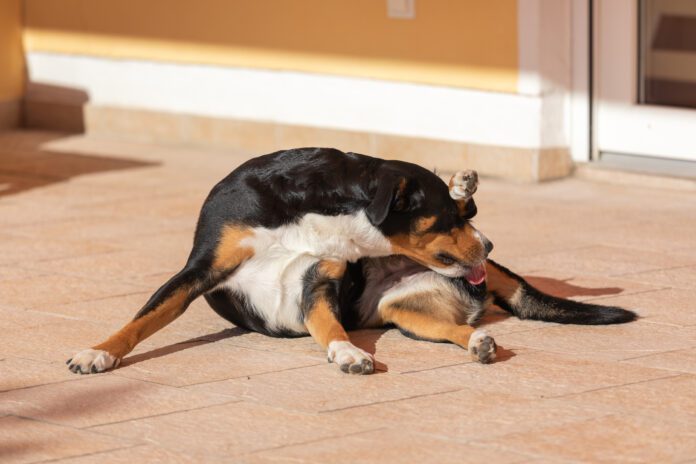 Soothing a dog's irritated anus can be done by first diagnosing the condition.