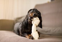 Vet-Recommended Dog Chews Small dog chewing on a large chew bone. Veterinarian-recommended chew bones often start with those listed on VOHC.com