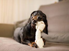 Vet-Recommended Dog Chews Small dog chewing on a large chew bone. Veterinarian-recommended chew bones often start with those listed on VOHC.com