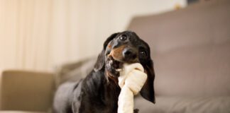 Small dog chewing on a large chew bone. Veterinarian-recommended chew bones often start with those listed on VOHC.com