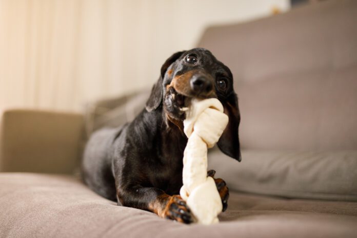 Dachshund gnawing a dog bone on the couch Small dog chewing on a large chew bone. Veterinarian-recommended chew bones often start with those listed on VOHC.com
