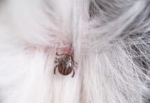 Can natural tick repellents prevent ticks like this one from latching onto a dog.