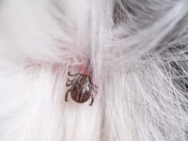 Can natural tick repellents prevent ticks like this one from latching onto a dog.