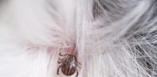 Can natural tick repellents prevent ticks like this one from latching onto a dog.