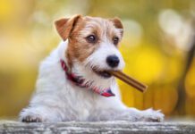 A dog dental diet is an excellent compliment to tooth brushing and dental chews.