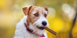 A dog dental diet is an excellent compliment to tooth brushing and dental chews.