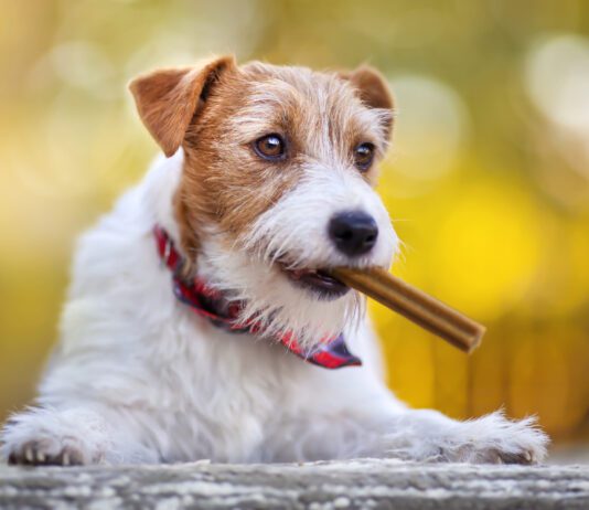 Should I Feed a Dog Dental Diet? A dog dental diet is an excellent compliment to tooth brushing and dental chews.