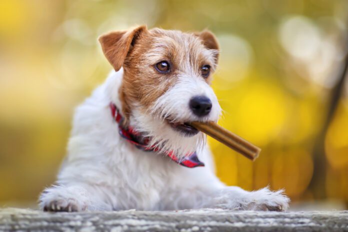 Happy pet dog puppy chewing, eating snack treat A dog dental diet is an excellent compliment to tooth brushing and dental chews.