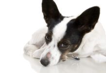 Is the sore spot on this dog's nose ringworm vs a hot spot?