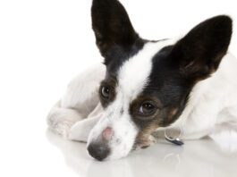 Is the sore spot on this dog's nose ringworm vs a hot spot?