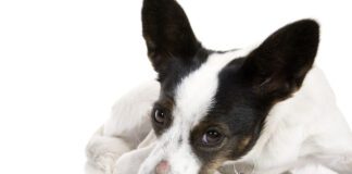 Is the sore spot on this dog's nose ringworm vs a hot spot?