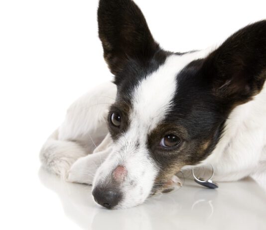 Is the sore spot on this dog's nose ringworm vs a hot spot?