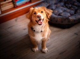 There is no single test that tells you a dog's temperament. Careful observation of the dog in a variety of settings is the best guide.