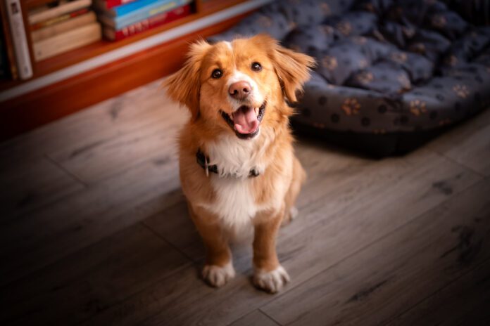 A cheerful dog sits on the floor in the house There is no single test that tells you a dog's temperament. Careful observation of the dog in a variety of settings is the best guide.